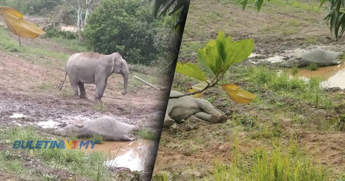 [VIDEO] 4 ekor gajah dipercayai diracun, sampel bangkai diambil untuk siasatan