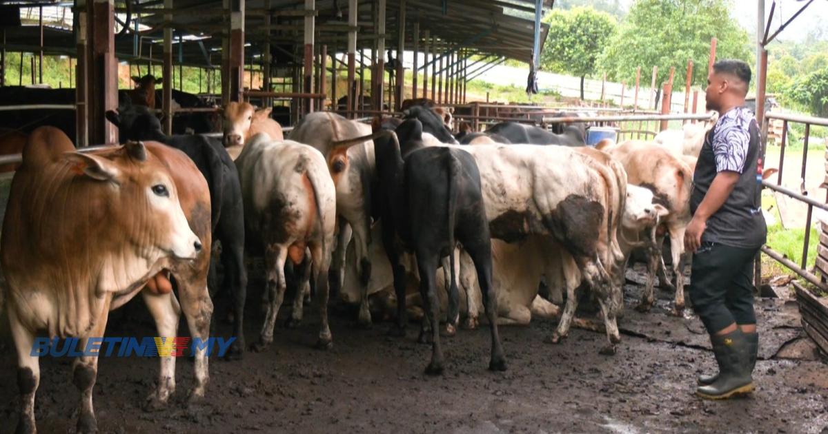 Bermula bidan terjun, Azhar kini handal menyembelih lembu