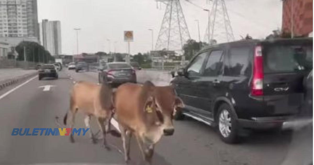 [VIDEO] Laporan Khas: Lembu, ragut rumput atau nyawa?