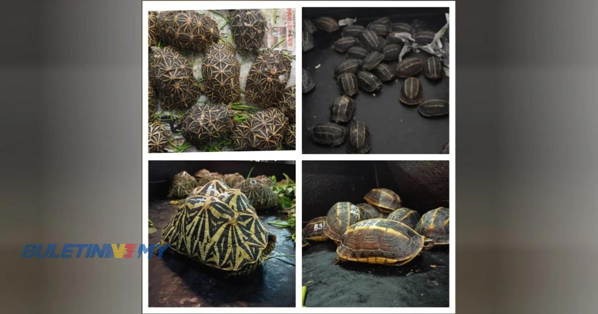 ‘Geng Ninja Turtle’ – Sindiket penyeludup kura-kura paling licik, tumpas