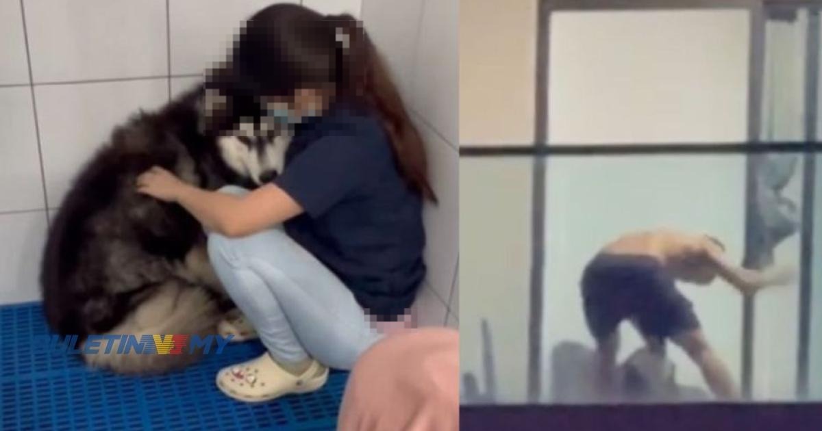 Kes dera anjing Husky: Mahkamah keluar waran tangkap 