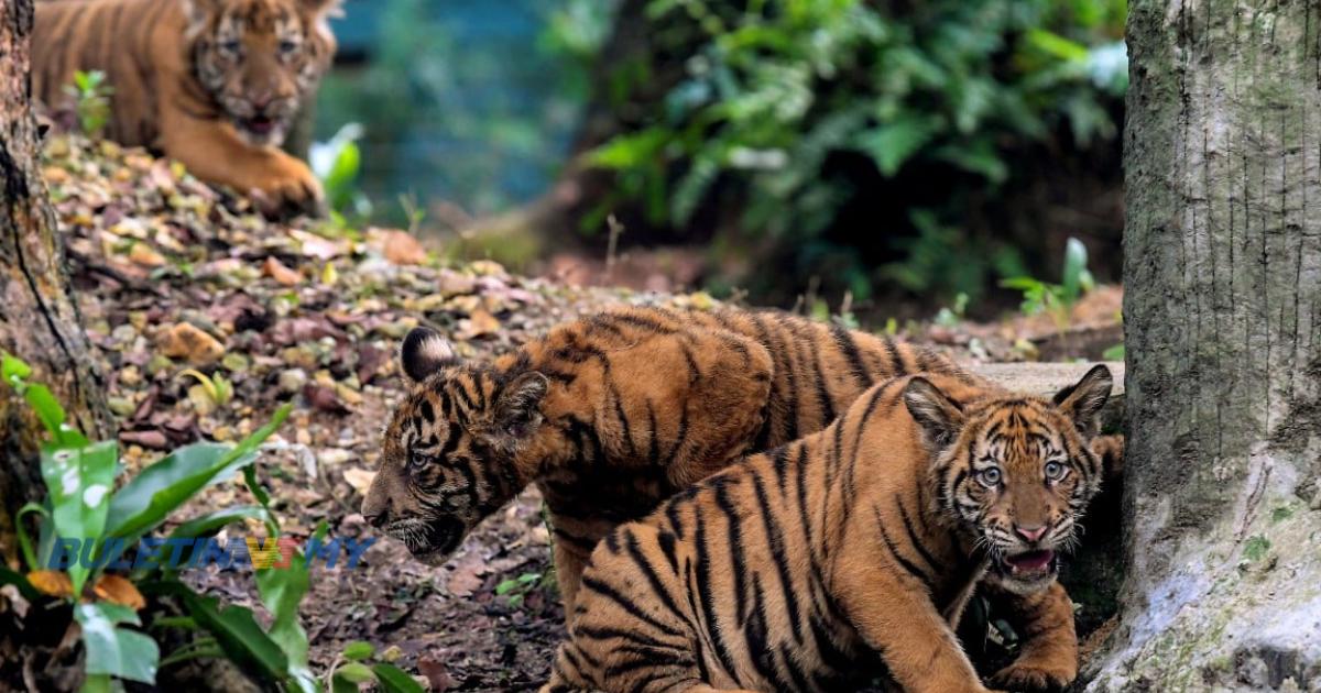 PERHILITAN buru harimau serang lelaki Myanmar di Jeli