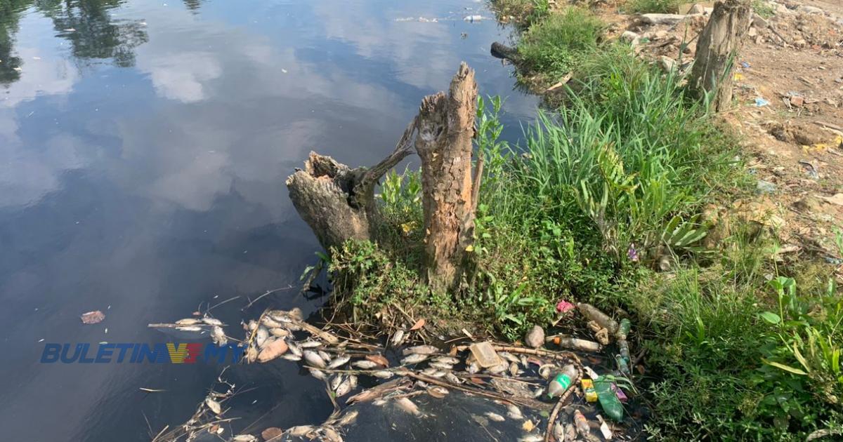 Pencemaran Sungai Rinting : Bangkai ikan semakin banyak, undang bau busuk 