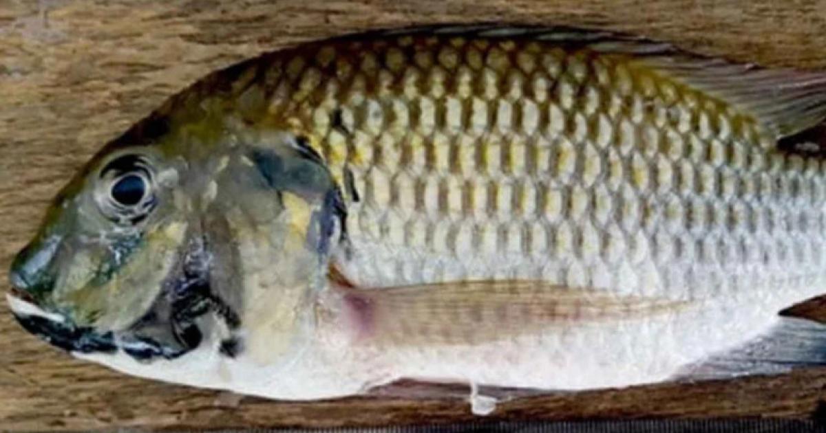 1.3 juta kg ikan tilapia blackchin ditangkap di Thailand, ancam industri penternakan ikan