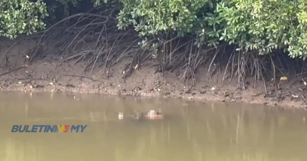 Pekerja ladang dikhuatiri maut, disambar buaya ketika pasang pukat