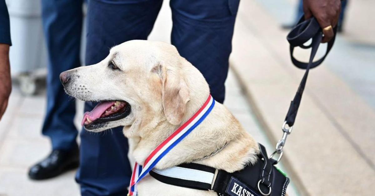 JKDM terima 20 anjing pengesan dadah Jun lalu