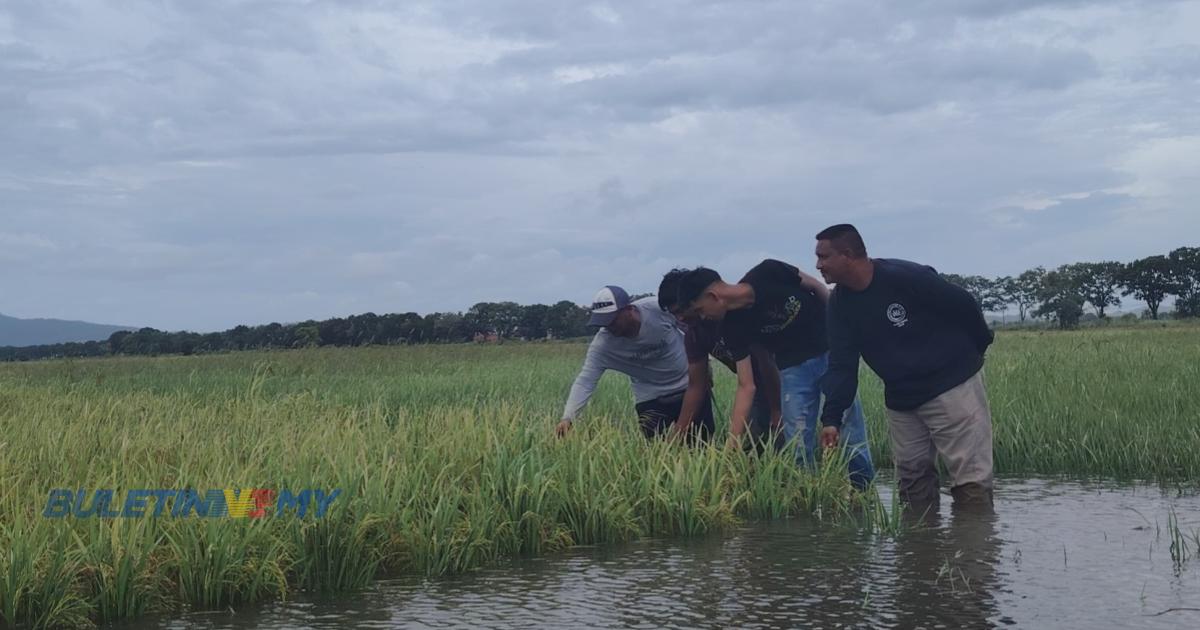 Banjir di Kedah jejas pesawah, kerugian puluhan ribu