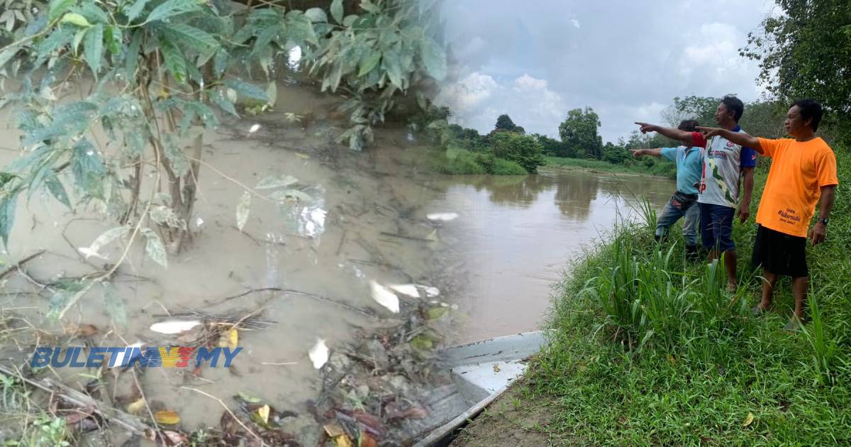 Ribuan ikan ditemui mati di Sungai Sayong akibat pencemaran