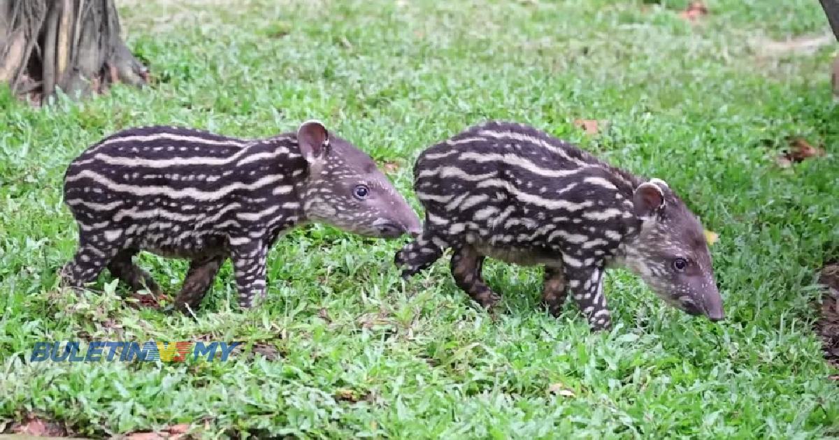 Satu-satunya tapir Brazil kembar dunia tarik perhatian pengunjung safari Guangzhou