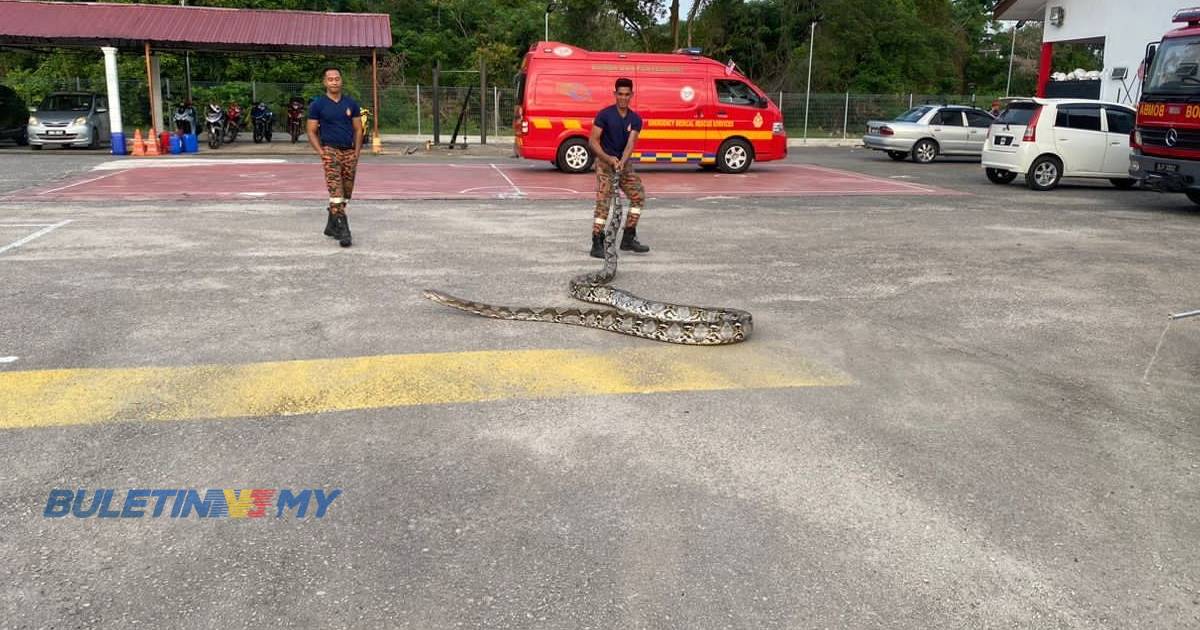 [VIDEO] Ular sawa 100 kg sesat dekat balai bomba, ditangkap