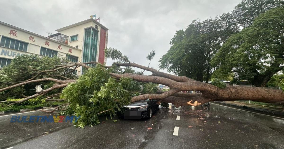 Pokok hempap kenderaan, pemandu terselamat