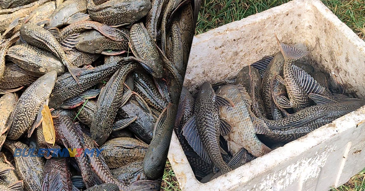 [VIDEO] 1KG dapat RM1, bakar semangat buru ikan bandaraya