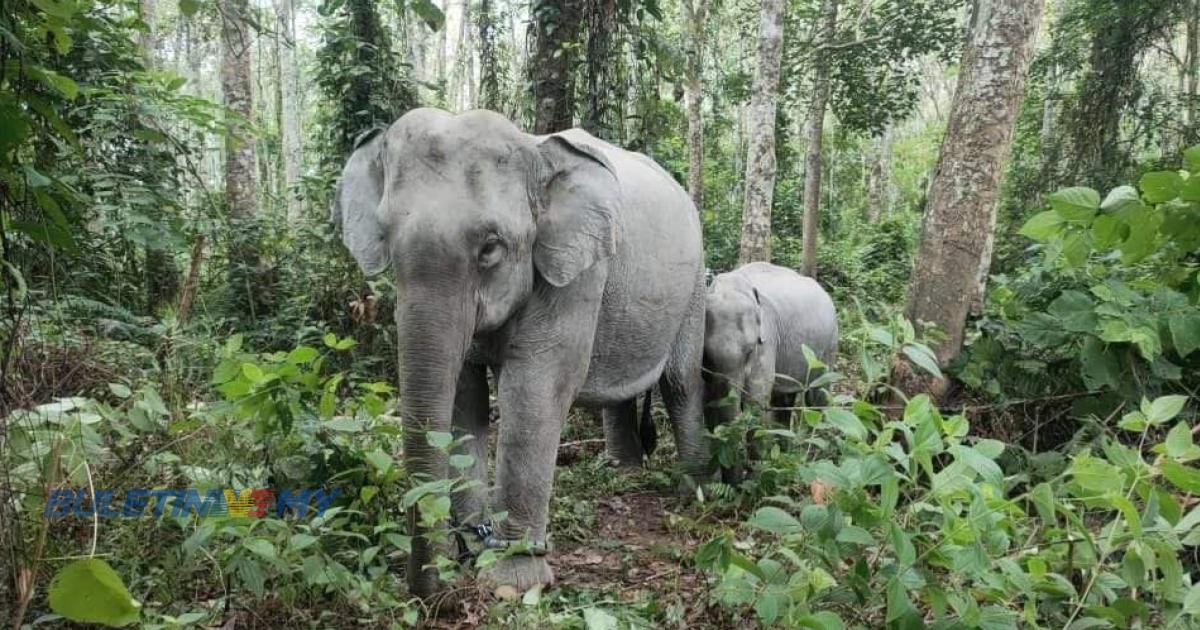 14 gajah ganggu penduduk ditangkap