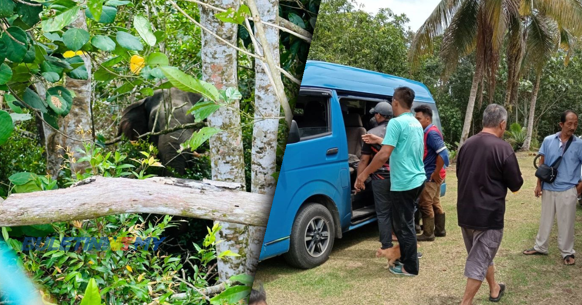 Mangsa serangan gajah liar ditidurkan bagi menguatkan tubuh