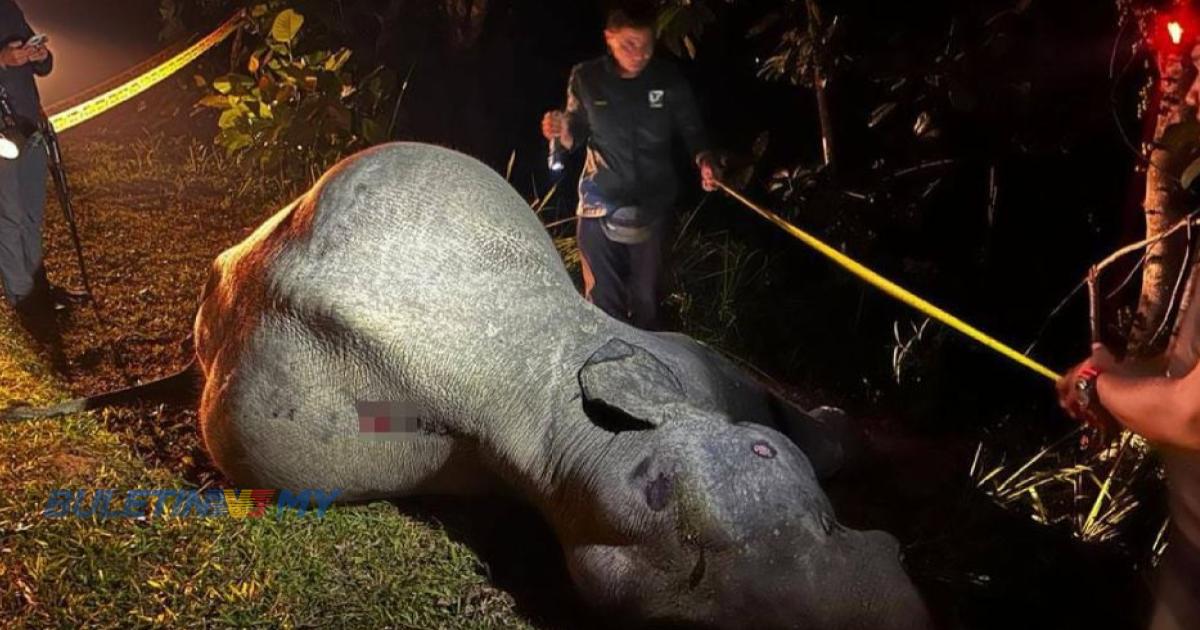 Gajah jantan mati dilanggar treler ketika lintas jalan