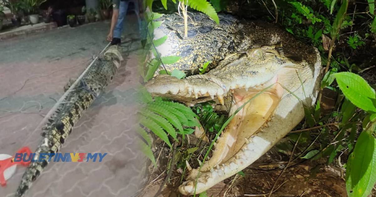 Buaya tembaga 80kg sesat dalam kebun getah