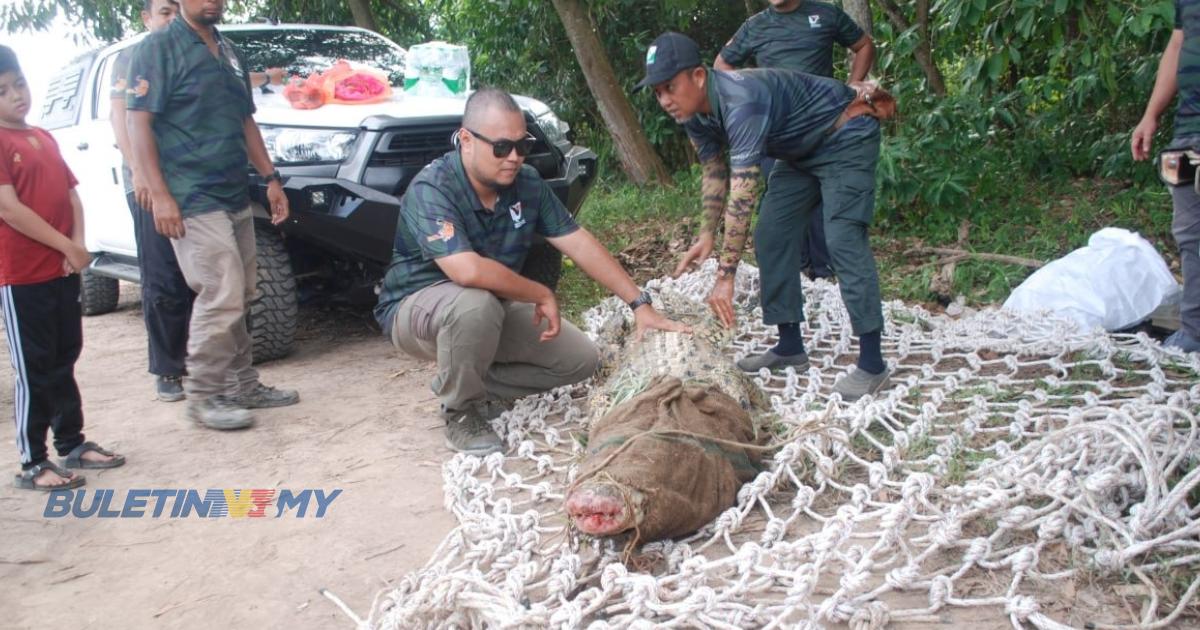 PERHILITAN Melaka tangkap buaya tembaga 200 kg di Sungai Malim