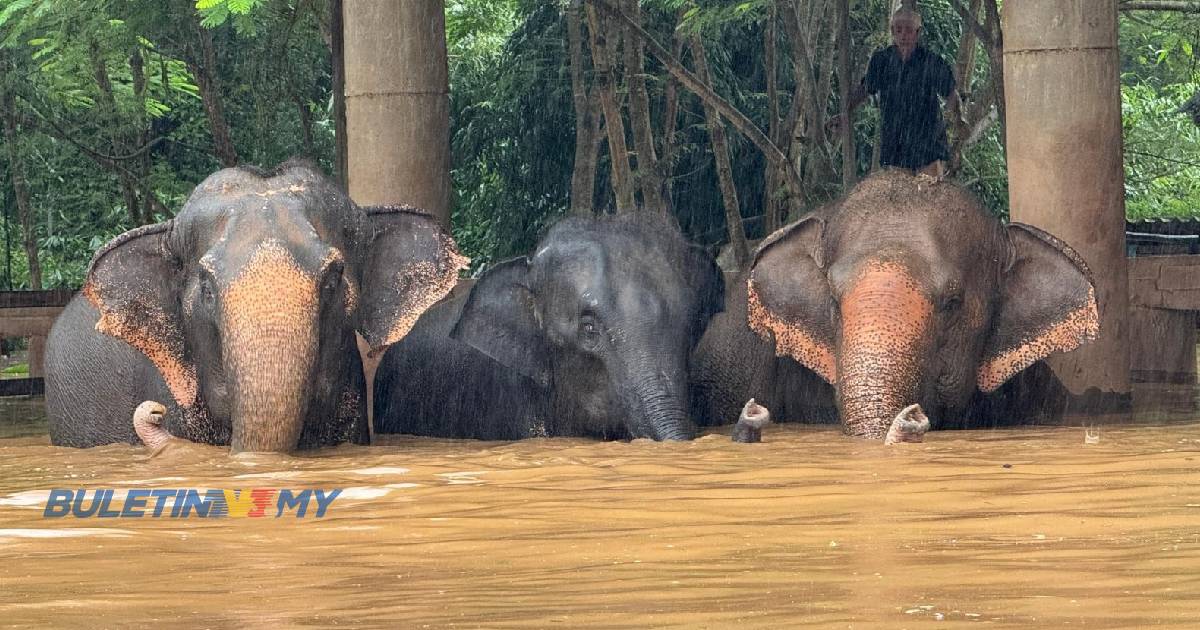 Banjir kilat Thailand: 100 Gajah diselamatkan, dua lagi terkorban