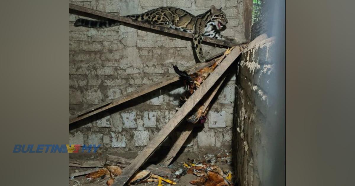 Harimau dahan dalam reban ayam