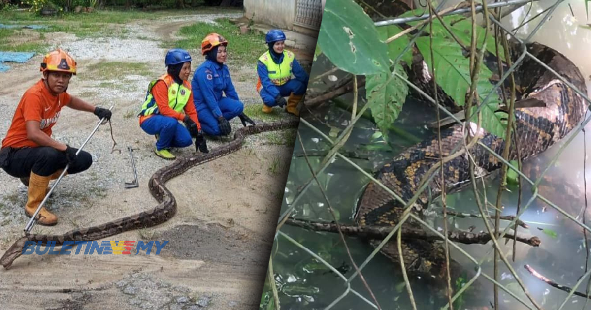 Misteri ayam hilang terjawab, ular sawa 50kg berjaya ditangkap