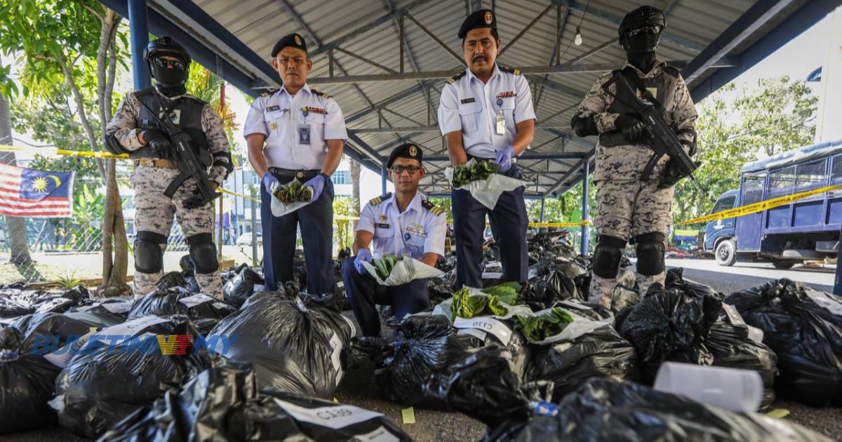 Daun ketum 1 tan cuba diseludup ke Thailand