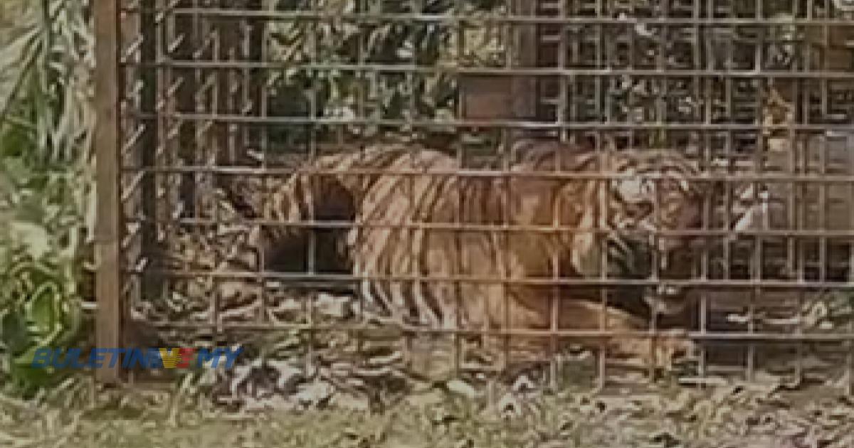 PERHILITAN masih siasat sama ada harimau ditangkap sebabkan kematian 2 lelaki