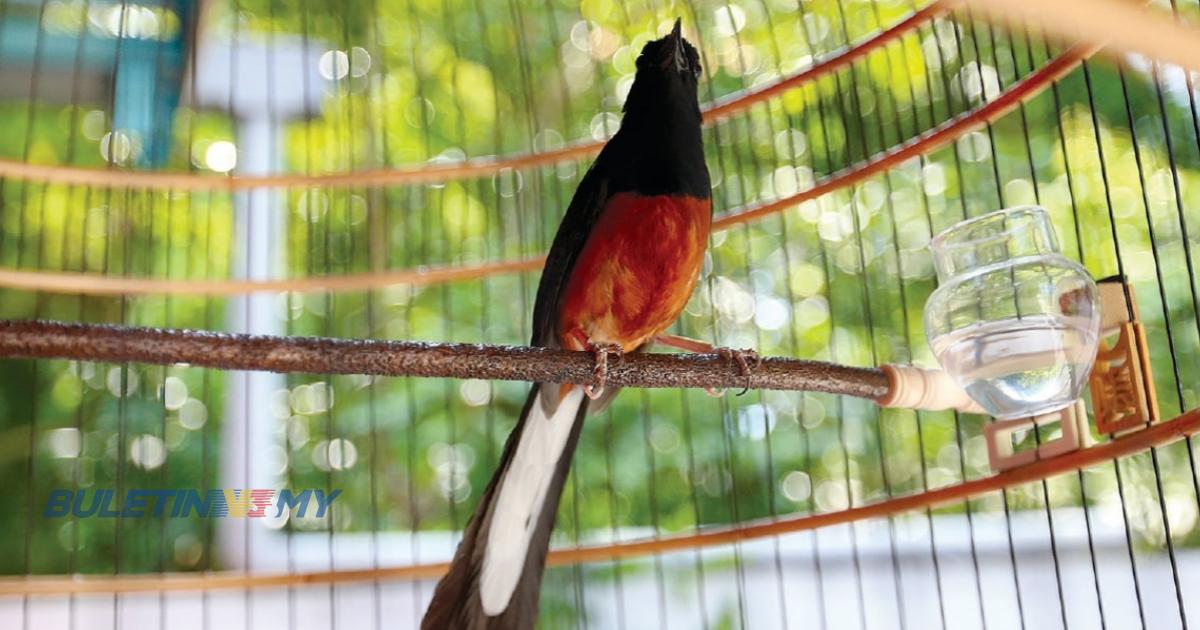 Polis rampas 11 burung bernilai RM40,000