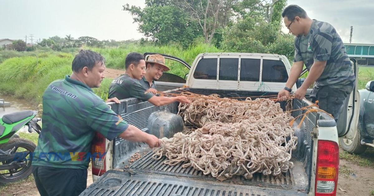 Buaya tembaga lebih 3 meter berjaya ditangkap di Sungai Malim