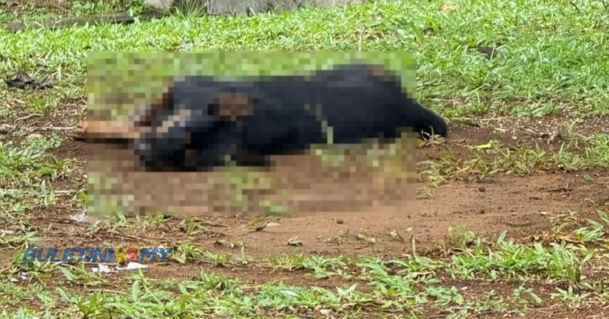 Syarikat pengendali lebuhraya LPT1 siasat dakwaan kakitangan racun seekor anjing