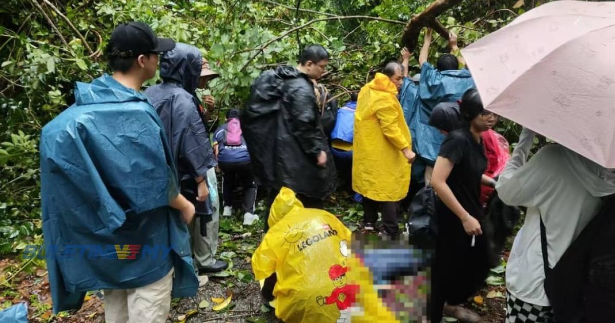 Pensyarah ditimpa pokok kini ditidurkan di Hospital Kemaman