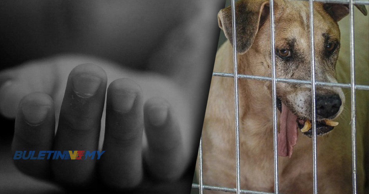 Kanak-kanak 2 tahun maut diserang anjing liar di Semporna