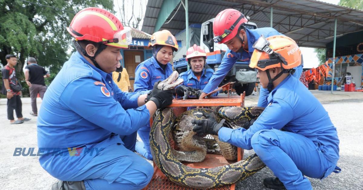 Ular sawa 100kg lapar, agresif berjaya ditangkap APM