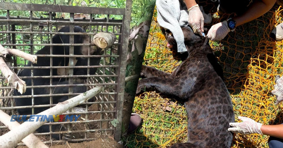 PERHILITAN Kelantan tangkap beruang matahari, harimau kumbang