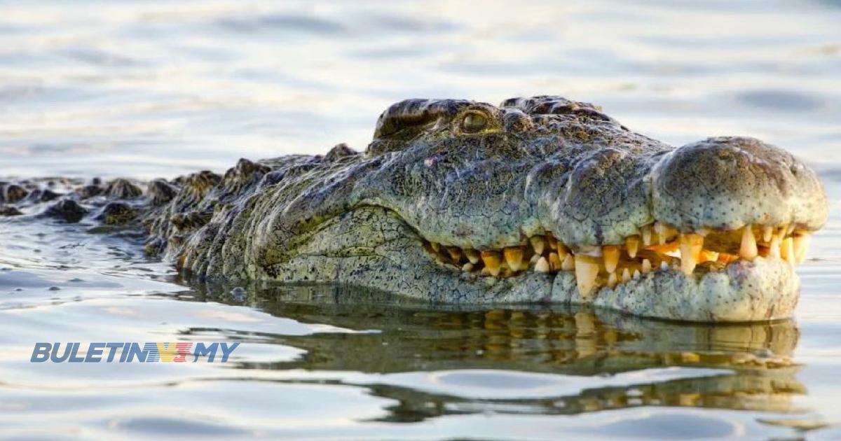 PERHILITAN sahkan kewujudan 2 buaya di Sungai Bagan Terap