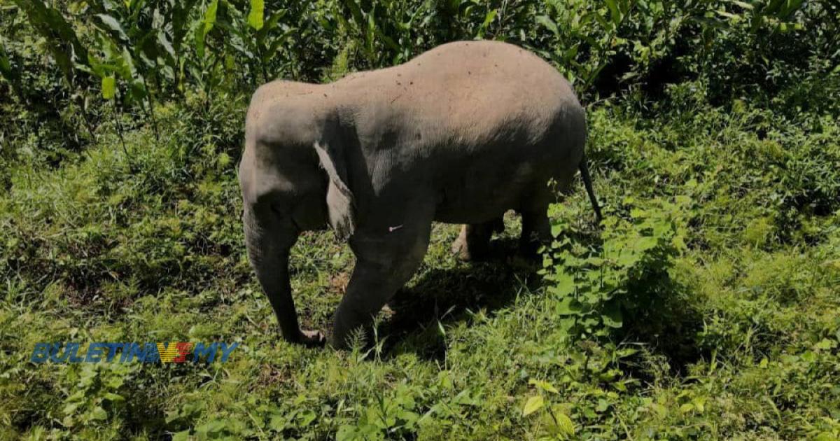 PERHILITAN tangkap gajah musnah tanaman penduduk Lojing