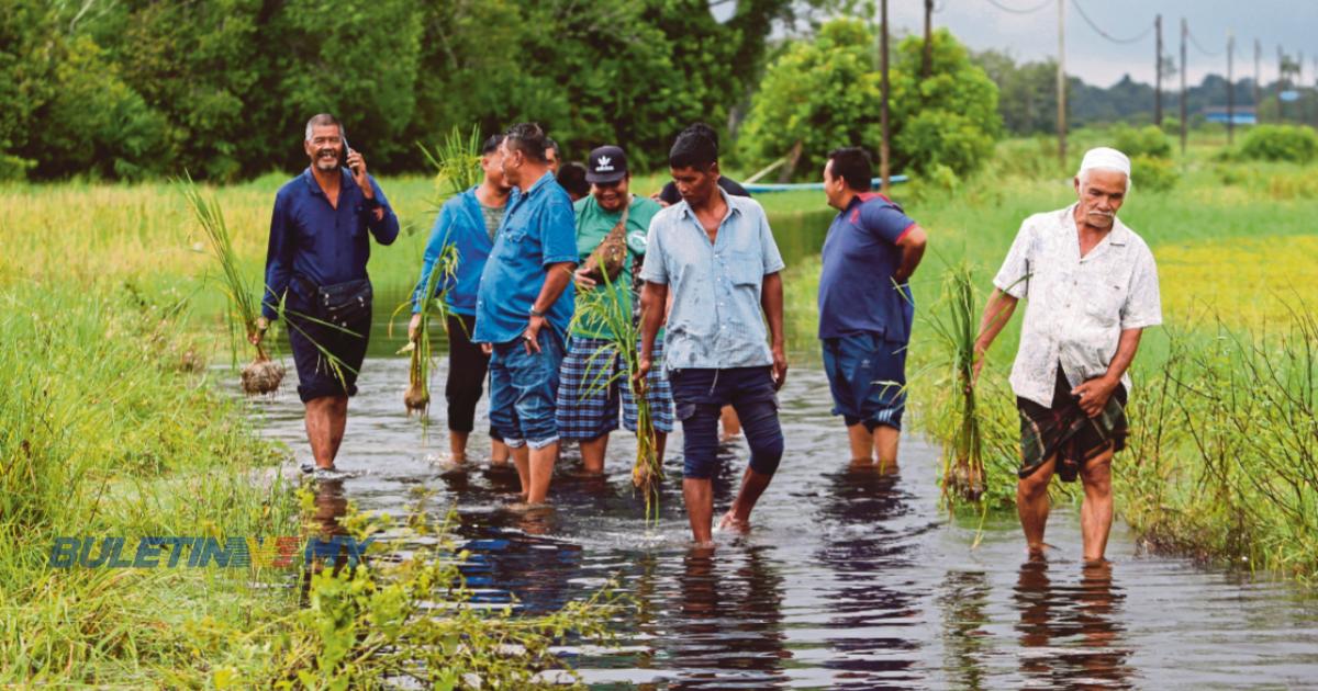 Lebih 26,000 hektar tanaman padi ditenggelami banjir di Kelantan