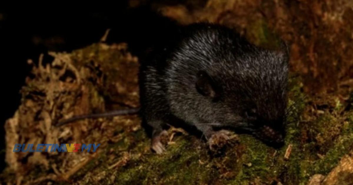 Tikus amfibia antara 27 spesies baharu ditemui di hutan Amazon