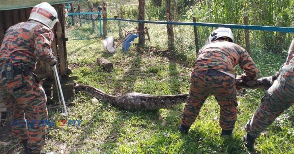 Bomba tangkap ular sawa kenyang telan kambing