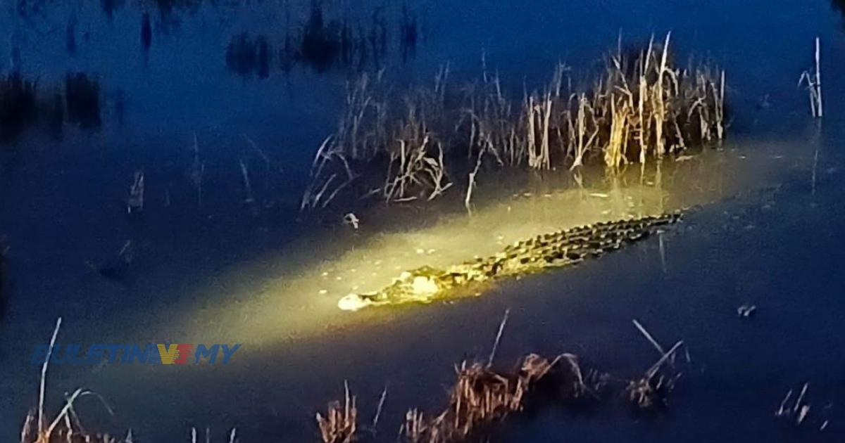 Buaya 3 meter muncul di sawah Kampung Nechang