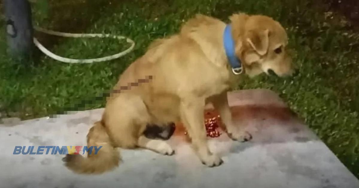 Lagi perlakuan kejam terhadap haiwan: Anjing dipercayai mati akibat dipanah