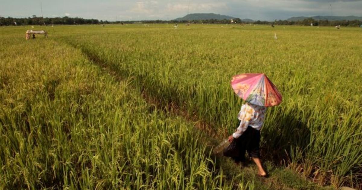 Indonesia kekalkan pengeluaran beras stabil meskipun hadapi cabaran El Nino