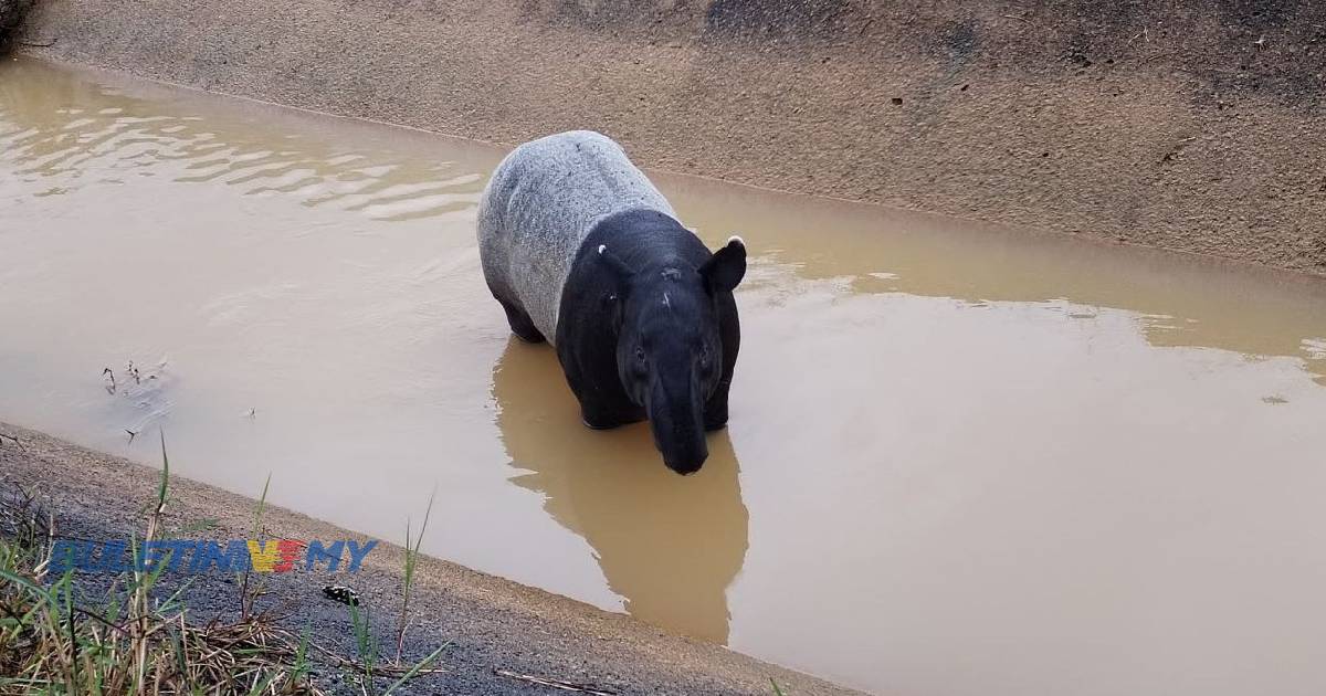 Tapir jantan jatuh dalam tali air berjaya diselamatkan