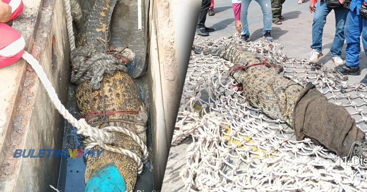 Buaya tembaga sesat di longkang diselamatkan