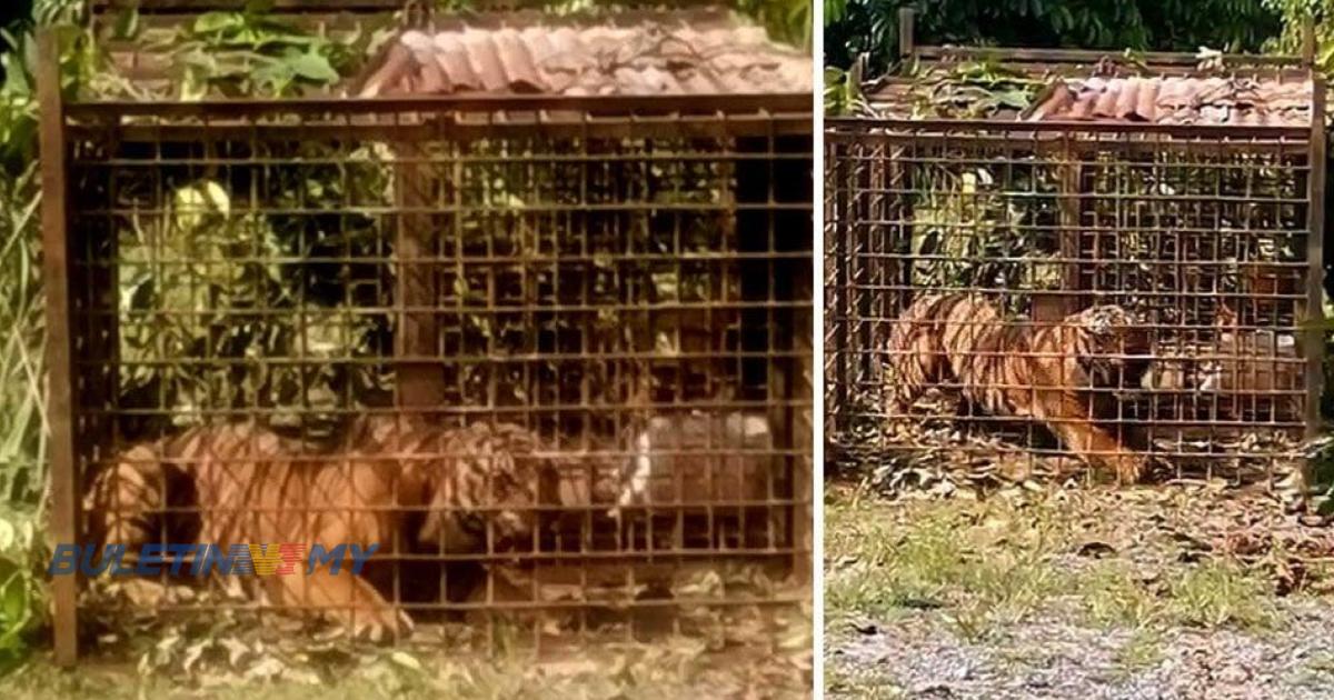 PERHILITAN kaji populasi Harimau Malaya