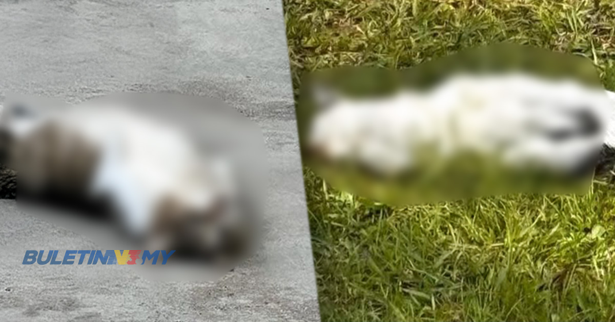 2 kucing mati dalam keadaan sadis disebabkan serangan anjing, bukan penderaan