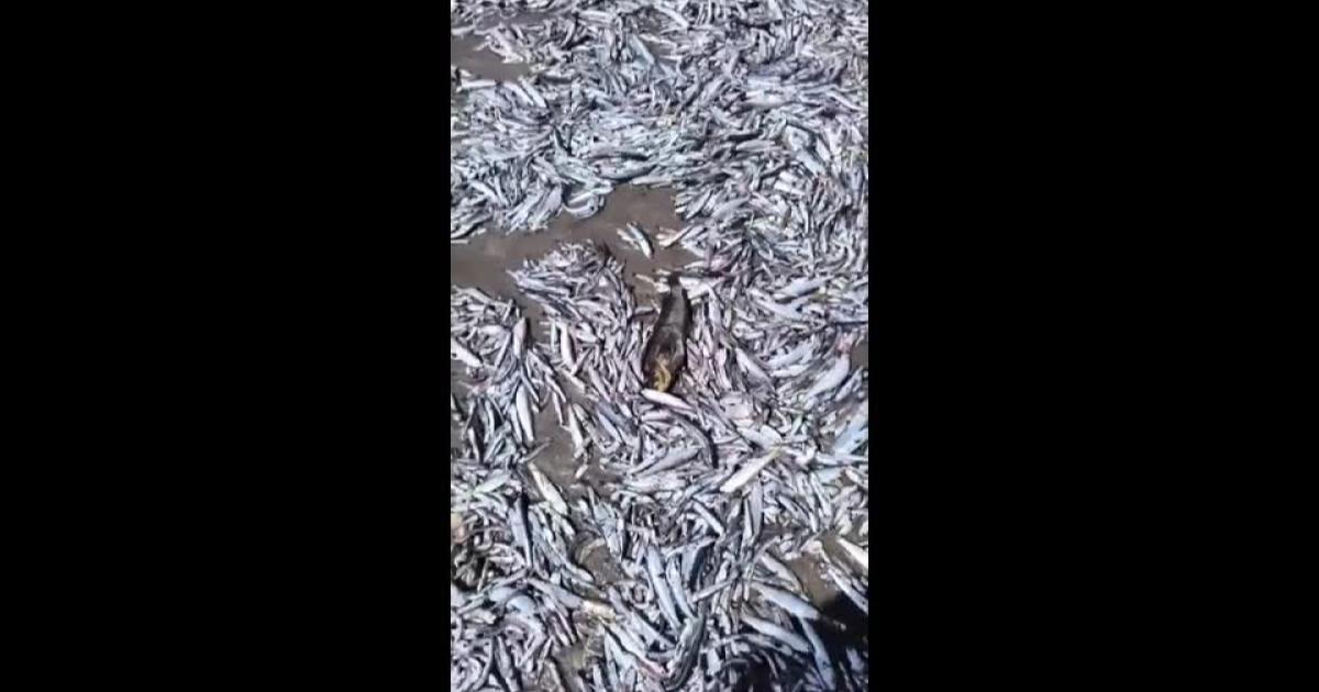 Ribuan ikan mati cemari Pantai Chile