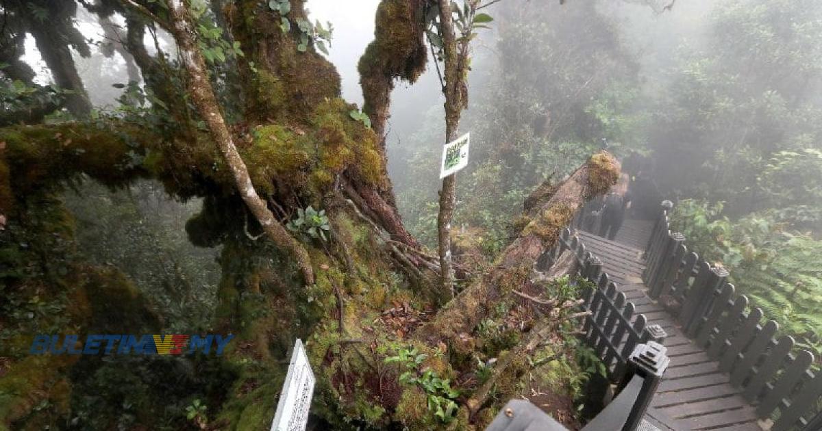 Mossy Forest kini dibuka semula kepada pelancong