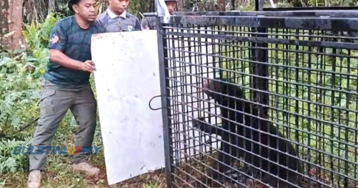 Beruang berkeliaran di kawasan kampung masuk perangkap