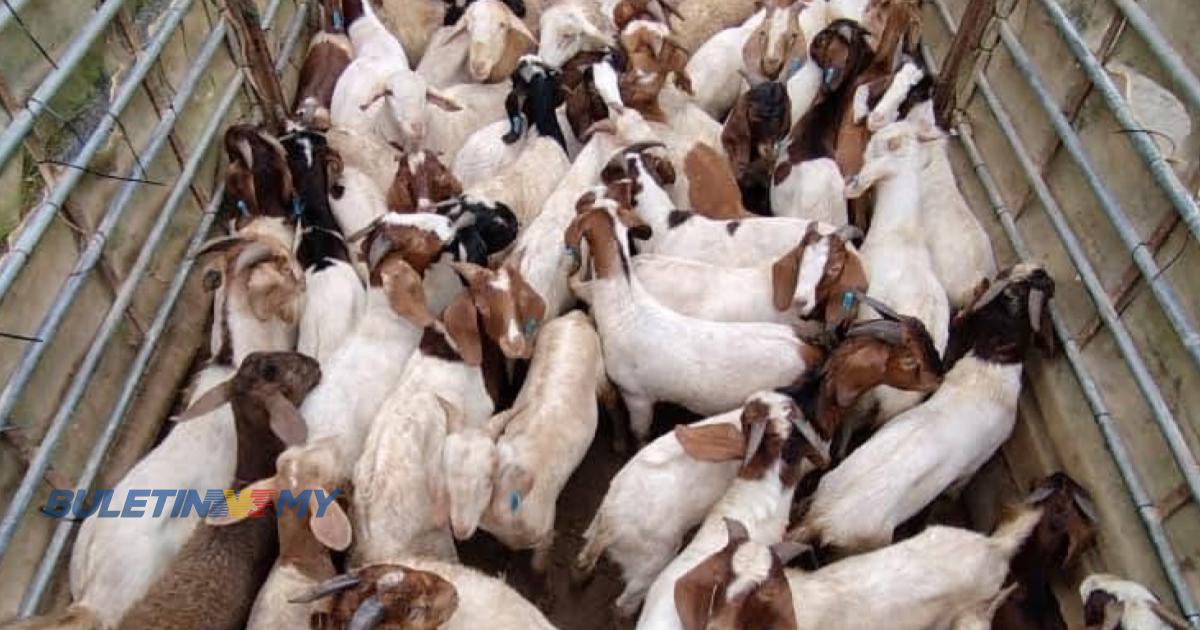 PGA rampas dadah, barangan runcit, kambing bernilai lebih RM700,000