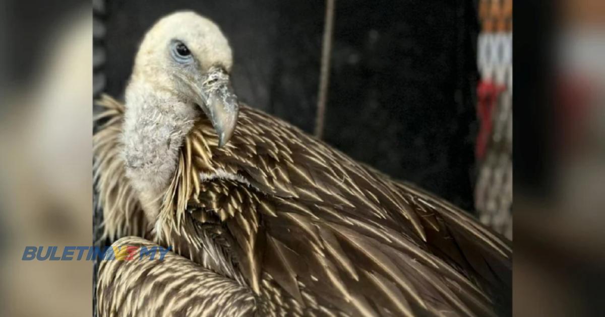 PERHILITAN selamatkan burung spesis Hereng